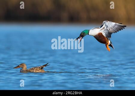 Mâle adulte de la pelle nordique (Anas clypeata) volant vers une femelle pendant la migration printanière sur un lac du centre de l'Italie. Banque D'Images