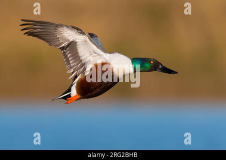 Pelle nordique mâle adulte (Anas clypeata) en vol au cours de la migration printanière sur un lac du centre de l'Italie. Banque D'Images