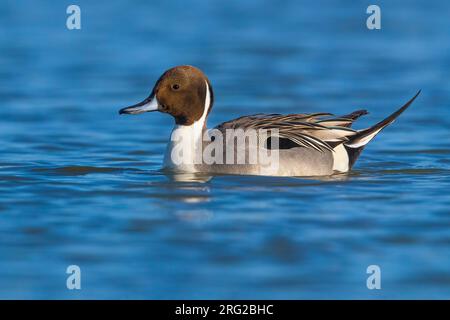 Pintail du Nord mâle (Anas acuta) en Italie. Baignade sur un lac. Banque D'Images