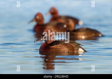 Quatre Canards ferrugineux (Aythya nyroca) nageant sur un lac en Italie. Banque D'Images