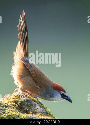 Babbler à capuchon de châtaignier (Timalia pileata) perché dans un habitat fluvial dans le sud-est de la Chine. Banque D'Images