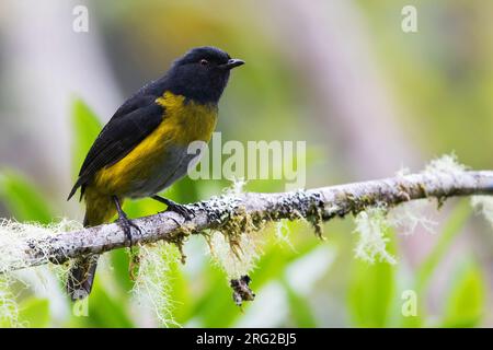 Phainoptila melanoxantha (noir et jaune) perché sur une branche dans une forêt tropicale au Panama. Banque D'Images