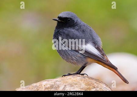 Mannetje zomerkleed Zwarte Roodstaart op een Steen, mâle Paruline flamboyante noir plumage en été sur une pierre Banque D'Images