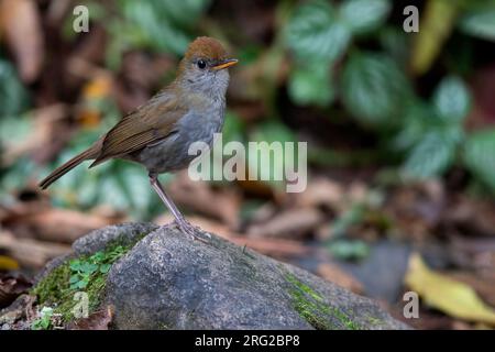 Rossighane (Catharus frantzii) perché sur un rocher couvert de mousse dans le sous-bois d'une forêt tropicale montagnarde au Panama. Banque D'Images