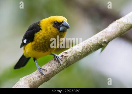 Grosbeak mâle de race noire (Pheucticus tibialis) perché sur une branche dans une forêt tropicale au Panama. Endémique des montagnes du Costa Rica et de l'ouest Pa Banque D'Images