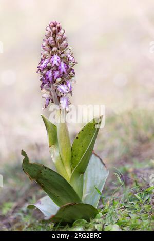 En mars 2020, une petite population de Himantoglossum robertianum (orchidée géante) a été découverte dans les dunes près de Noordwijk, province de Zuid-Holland, W Banque D'Images