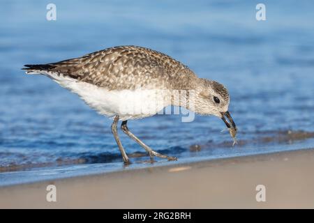 Pluvier gris (Pluvialis squatarola), vue latérale d'un individu prenant un crabe, Campanie, Italie Banque D'Images