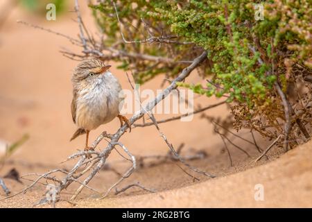 Paruline saharienne adulte (Scotocerca saharae saharae) assise sur un buisson au Sahara Occidental. Banque D'Images