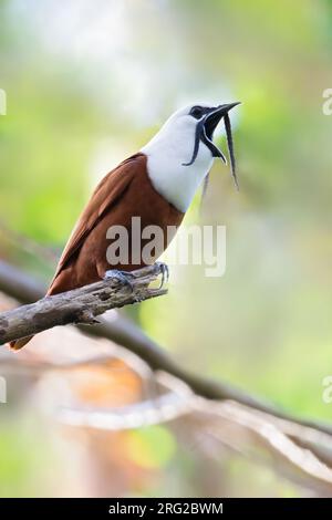 Bellbird mâle tricarunculatus (Procnias tricarunculatus) perché sur une branche dans une forêt tropicale au Panama. Banque D'Images