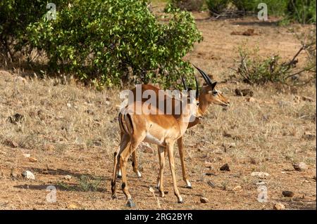 Deux jeunes mâles Impala, Aepyceros melampus.Parc national de Tsavo East, Kenya. Banque D'Images