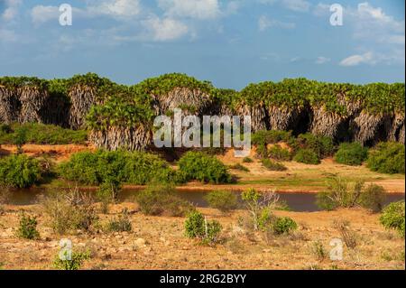 Palmiers du Doum, Hyphaene coriacea, le long de la rivière Galana.Rivière Galana, parc national de Tsavo East, Kenya. Banque D'Images