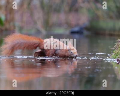 Écureuil rouge, (Sciurus vulgaris) marchant dans l'étang à Loonse en Drunense Duinen Banque D'Images