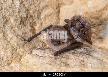 Groupe de chauve-souris de Geoffroy (Myotis emarginatus) hibernent dans une crevasse d'une grotte à montagne Saint Pierre, Liège, Belgique. Banque D'Images