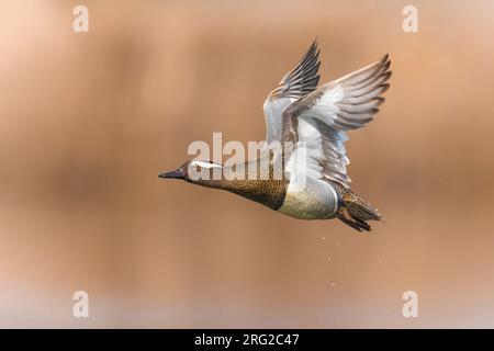 Garganey mâle, spatule querquedula, en Italie. Banque D'Images