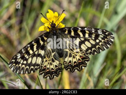 Feston sud (Zerynthia polyxena) pris le 14/04/2022 à la Garde - France Banque D'Images