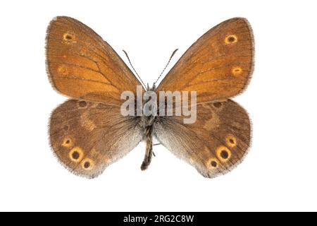 Grande lande, Veenhooibeestje, Coenonympha tullia Banque D'Images