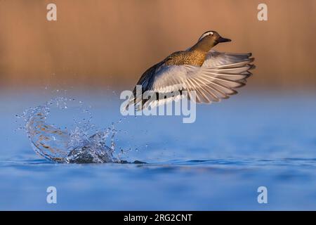 Garganey mâle, spatule querquedula, en Italie. Banque D'Images