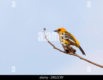 Oriole, Icterus pustulatus formosus, perché une branche A. Banque D'Images