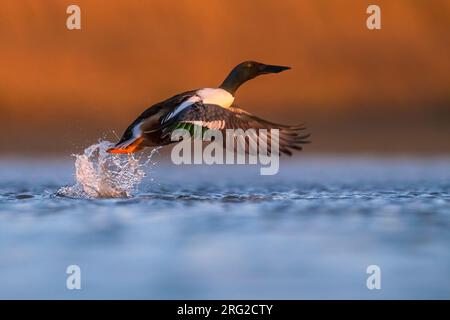 Pelle nordique mâle adulte (Anas clypeata) décollant de la surface de l'eau au cours de la migration printanière sur un lac du centre de l'Italie. Banque D'Images