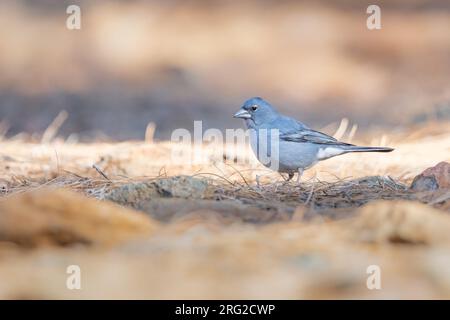 Mâle Ténérife Chaffinch bleu (Fringilla teydea) assis sur le sol, avec un fond orange et gris, à Tenerife, îles Canaries. Banque D'Images