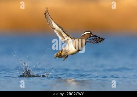 Garganey mâle (spatule querquedula) en Italie. En vol. Banque D'Images