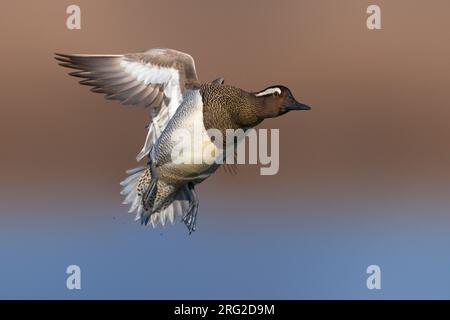 Garganey mâle, spatule querquedula, en Italie. Banque D'Images