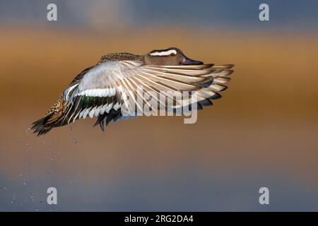 Garganey mâle (spatule querquedula) en Italie. En vol. Banque D'Images