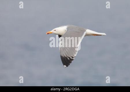 Mouette à pattes jaunes (Larus michaellis), adulte en vol, avec la mer comme fond Banque D'Images