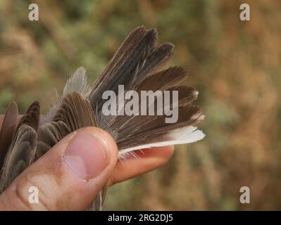 Paruline de Ménétrie mâle (Curruca mystacea) de la deuxième année civile capturée dans une station de recherche près d'Eilat en Israël. Montrant les plumes de la queue. Banque D'Images