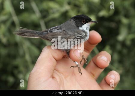 Deuxième année civile Paruline de Chypre mâle (Sylvia melanothorax) capturée à Eilat, Israël. Banque D'Images