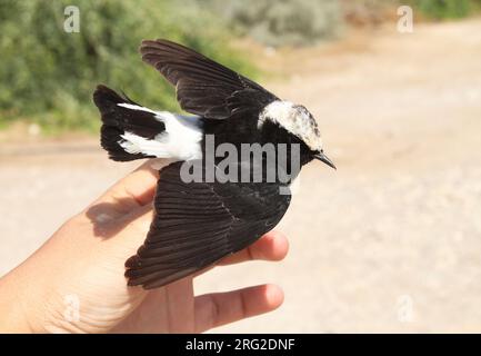 Wheatear mâle de Chypre (Oenanthe cypriaca) capturé dans une station de recherche près d'Eilat en Israël. Vue du dessus. Banque D'Images