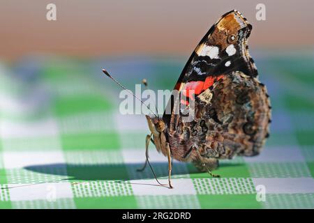 Papillon amiral rouge en été très proche Latin vanessa atalanta sur une nappe à carreaux en Italie Banque D'Images