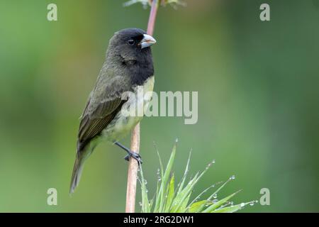 Sporophila nigricollis nigricollis) mâle à ventre jaune à Recinto del Pensamiento, Manizales, Colombie. Banque D'Images