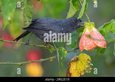 Un Flowerpiercer mâle à flancs blancs (Diglossa albilatera albilatera) à Manizales, en Colombie. Banque D'Images