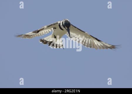 Bonte IJsvogel biddend boven l'eau ; Pied Kingfisher planant au-dessus de l'eau Banque D'Images