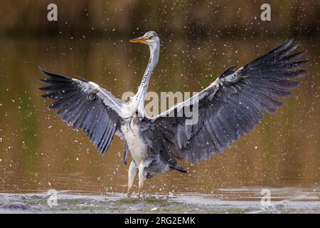 Blauwe Reiger landend dans l'eau, du gris dans l'eau Heron Landing Banque D'Images