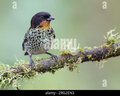 Tanager roux (Ixothraupis rufigura) au parc national de Farallones, Colombie. Banque D'Images