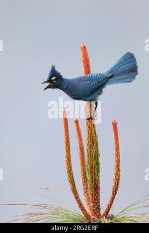 Le geai de Steller (Cyanocitta stelleri coronata) perché sur une branche dans une forêt tropicale montagneuse au Guatemala. Banque D'Images