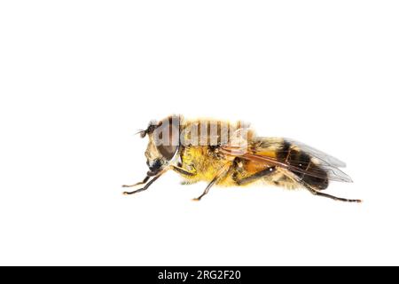 Onvoorspelbare bijvlieg, Dronefly, Eristalis similis Banque D'Images