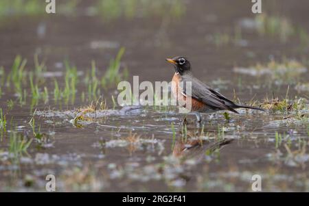 Robin américain (Turdus migratorius), mâle adulte debout dans l'eau au New Jersey, USA Banque D'Images