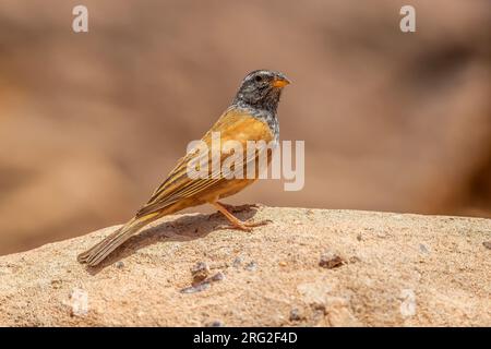 Male House Bunting (Emberiza sahari) assis sur un rocher au nord d'Atar, Adrar, Mauritanie. Banque D'Images