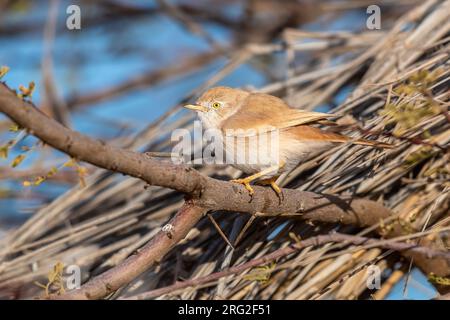 Paruline du désert africain (Sylvia deserti) perchée sur une branche dans le sentier Bougouffa, Aousserd, Sahara Occidental, Maroc. Banque D'Images