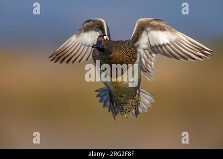 Garganey mâle (spatule querquedula) en Italie. En vol. Banque D'Images