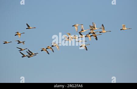 Cygnes sifflants, Cygnus columbianus, en Alaska, États-Unis. Volez en vol. Banque D'Images