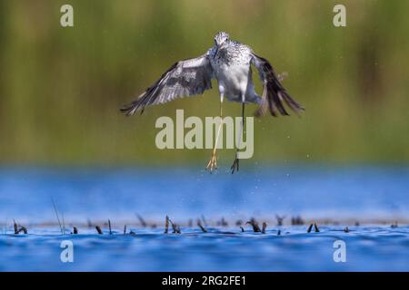 Greenshank commun (Tringa Nebuaria) décollant d'un étang peu profond en Italie. Banque D'Images