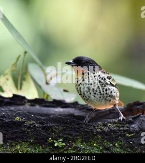 Tanager roux (Ixothraupis rufigura) dans la réserve de Mashpi sur le versant ouest des Andes de l'Équateur. Banque D'Images