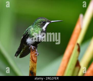 Vert Thorntail (Discosura conversii) dans la réserve de Mashpi sur le versant ouest des andes de l'Équateur. Banque D'Images