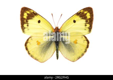 Gele luzernevlinder jaune pâle, assombrie, Colias hyale Banque D'Images