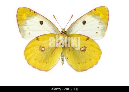 Zuidelijke luzernevlinder, Berger's Clouded Yellow, Colias alfacariensis Banque D'Images