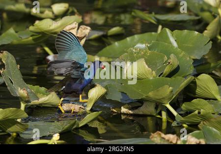 Gallinule violet américain (Porphyrio martinica), marchant sur Nuphars avec des ailes surélevées en Floride, USA Banque D'Images